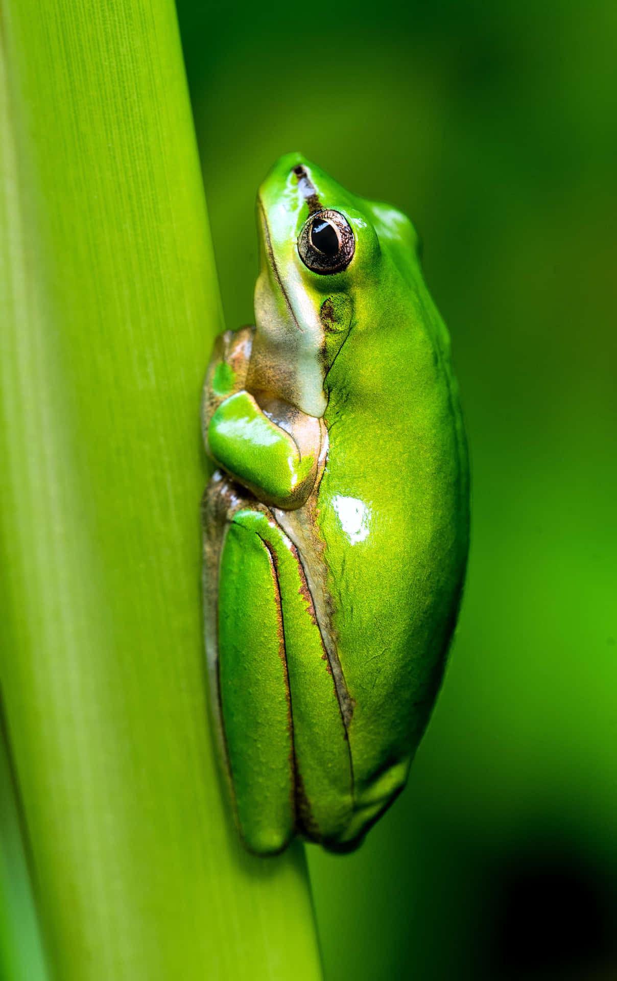 Vibrant Green Frog In Natural Surroundings