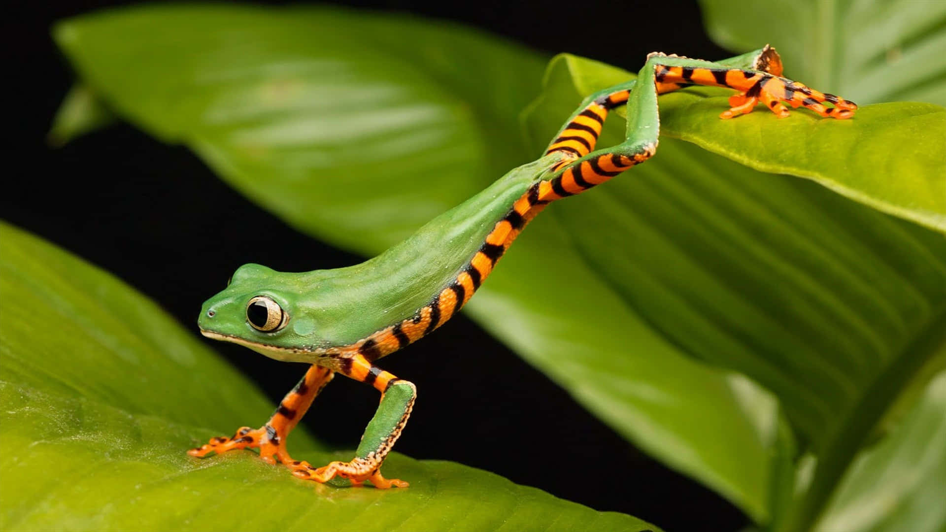 Vibrant Green Frog Orange Striped Limbs.jpg Wallpaper