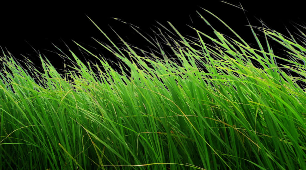 Vibrant Green Grass Black Background PNG