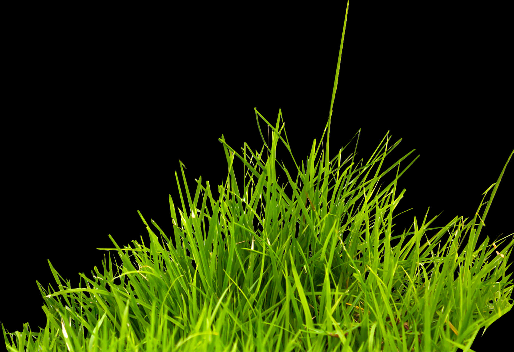 Vibrant Green Grass Black Background PNG