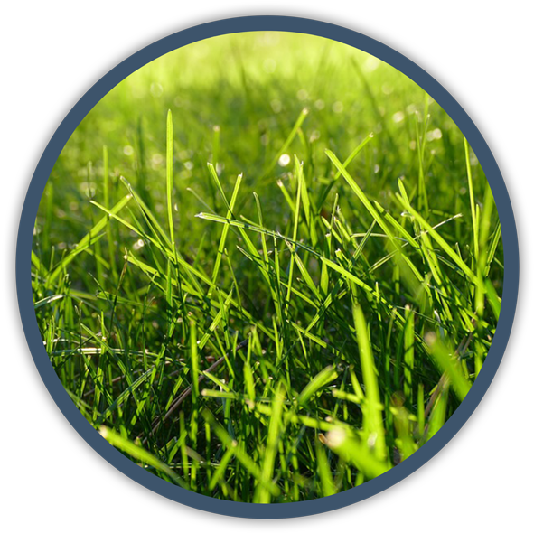 Vibrant Green Grass Circle PNG