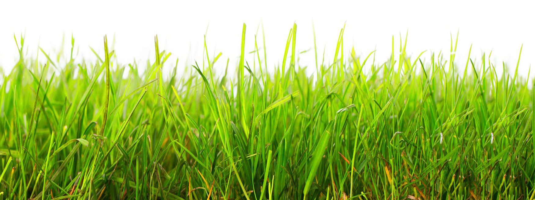 Vibrant Green Grass Field PNG