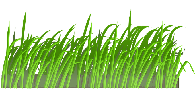Vibrant Green Grass Illustration PNG