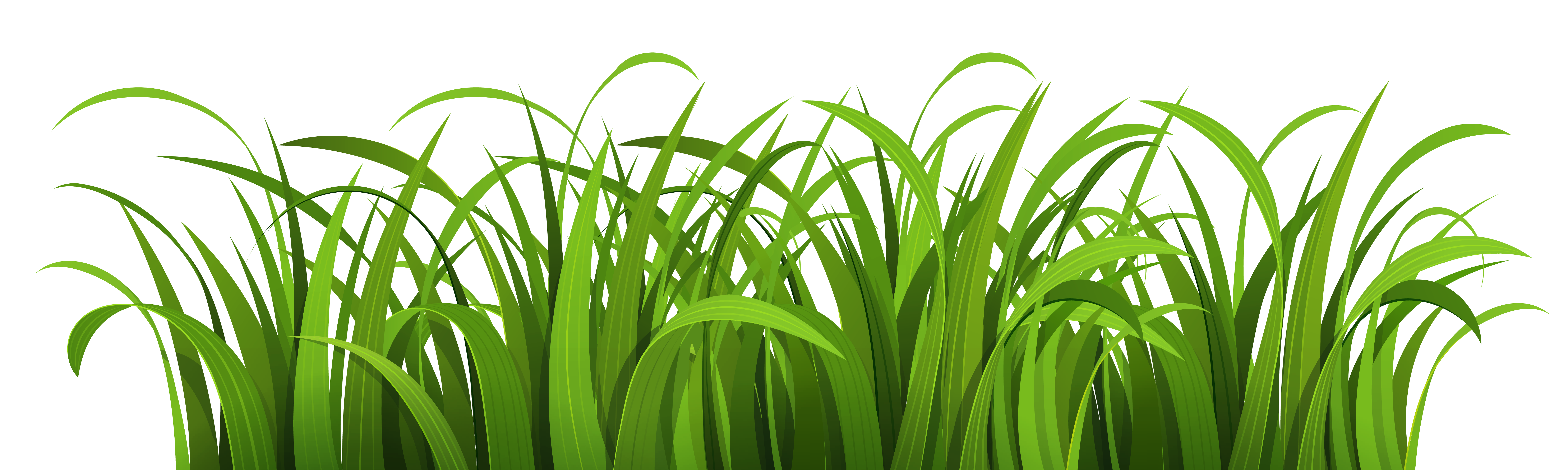 Vibrant Green Grass Texture PNG