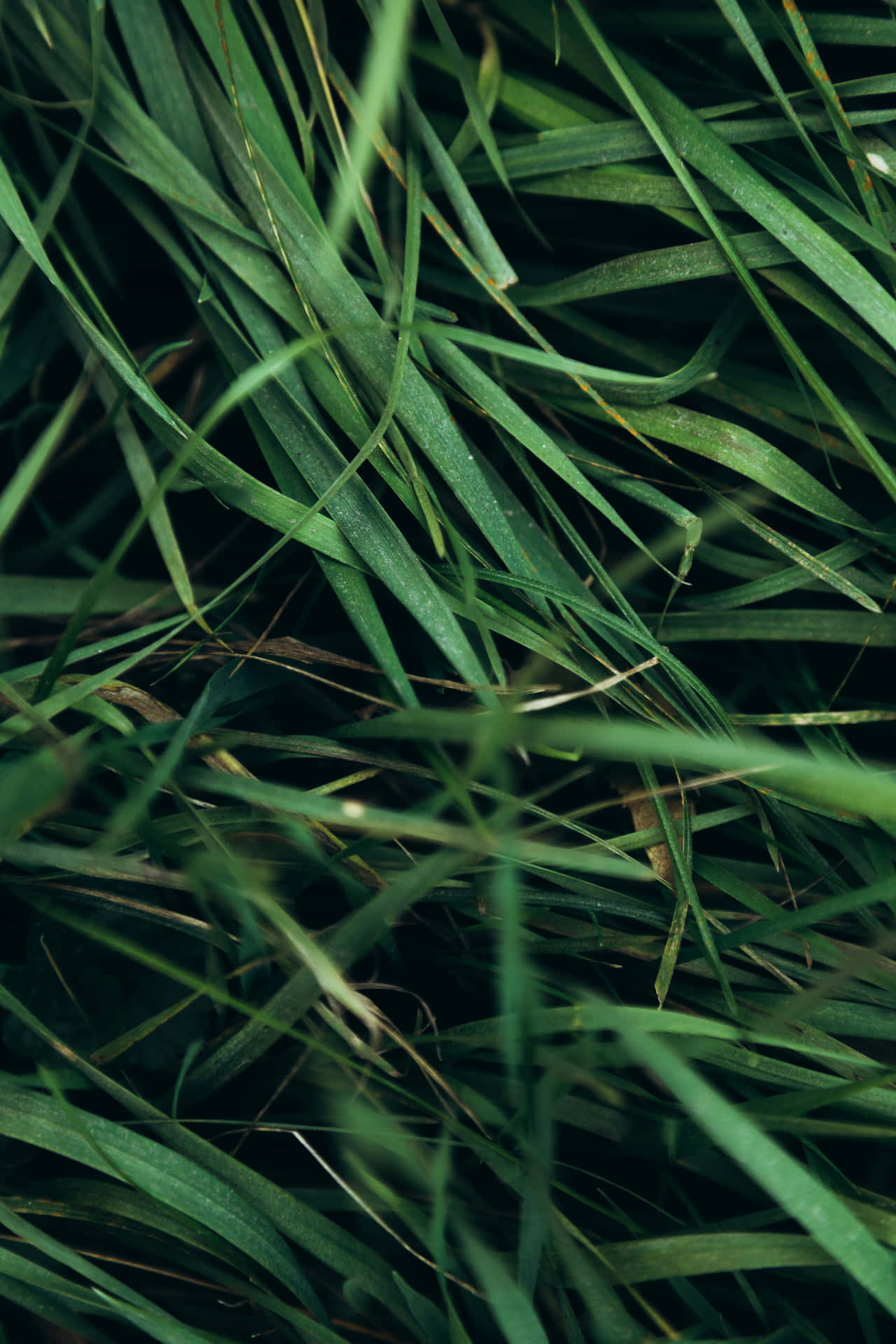 Vibrant Green Grass Texture Background