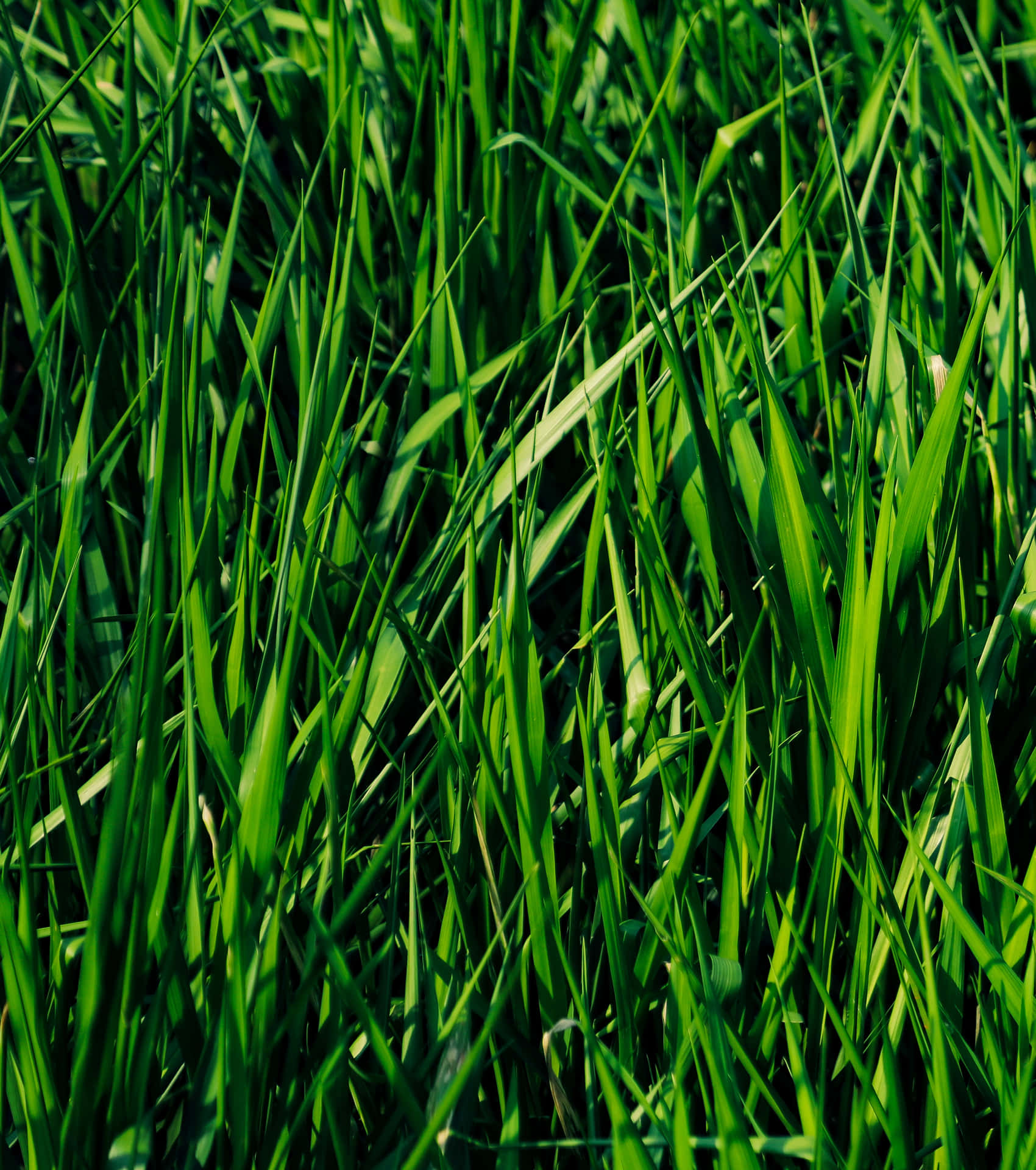 Vibrant Green Grass Texture.
