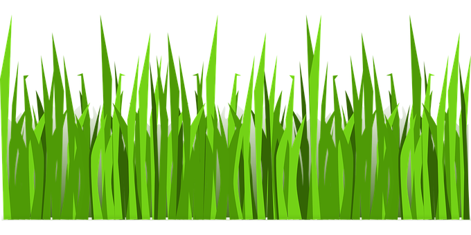 Vibrant Green Grass Vector PNG