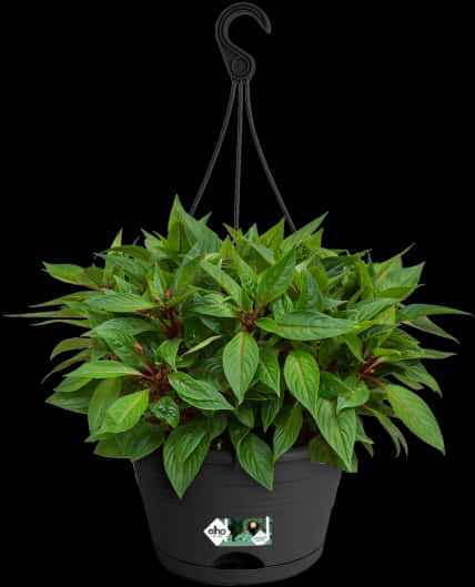 Vibrant Green Hanging Plant Black Background PNG