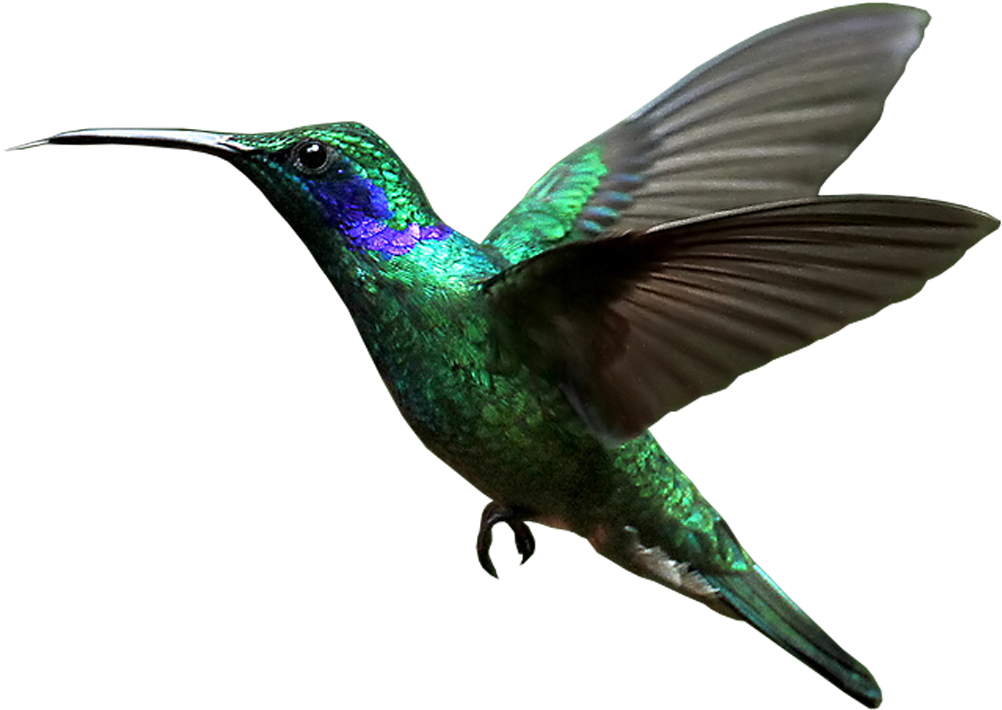 Vibrant Green Hummingbird In Flight PNG