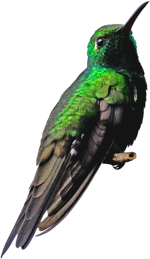 Vibrant Green Hummingbird Portrait PNG