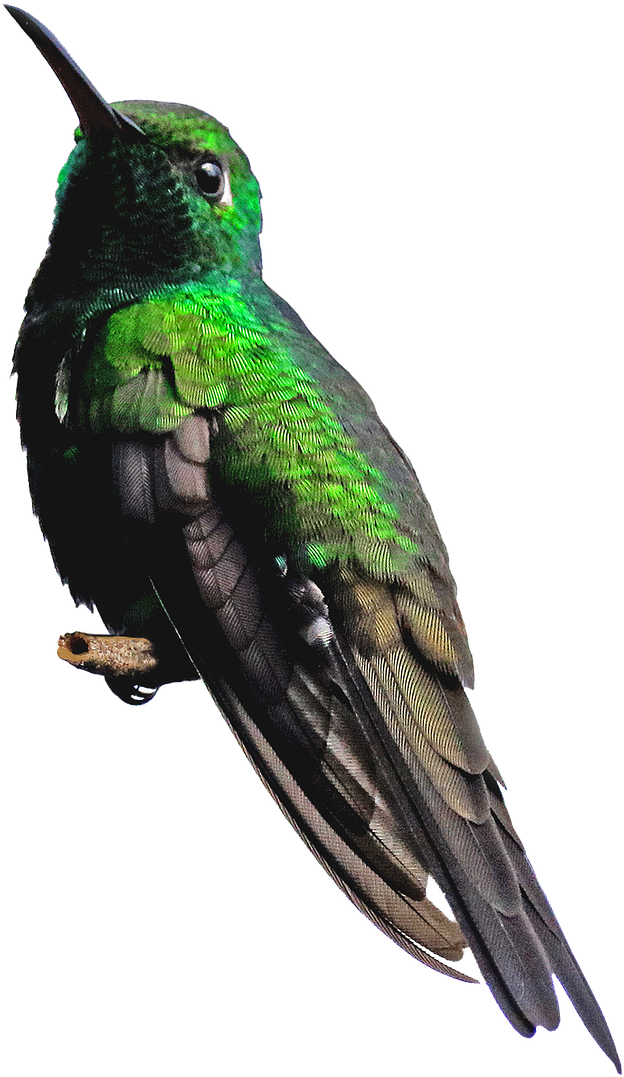 Vibrant Green Hummingbird PNG