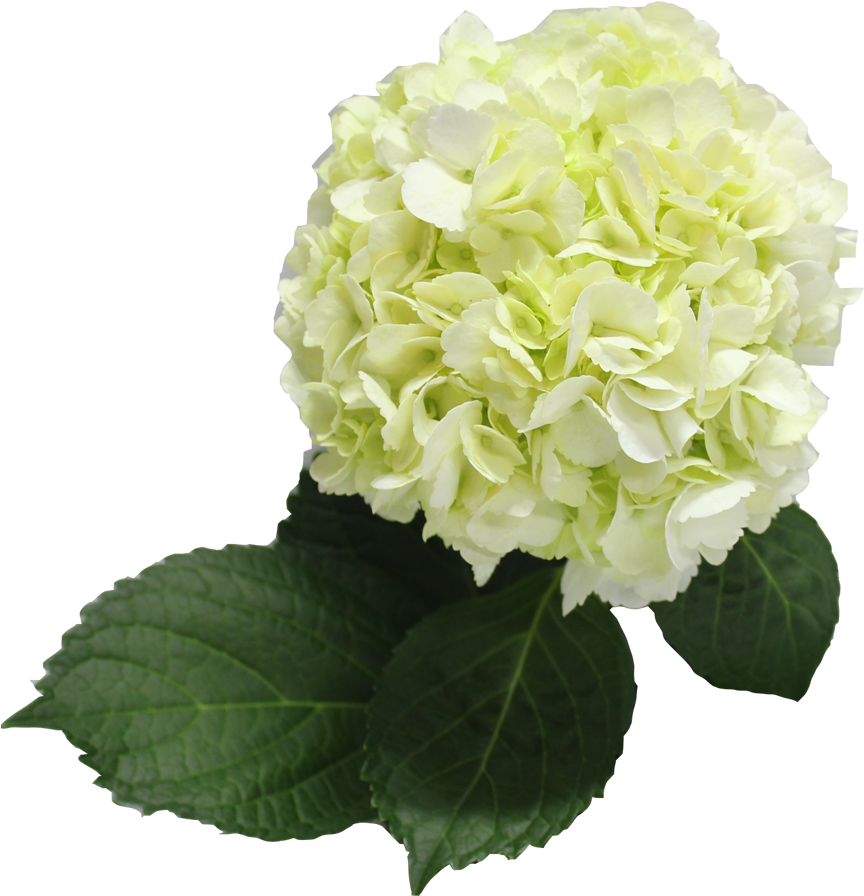 Vibrant Green Hydrangea Bloom PNG