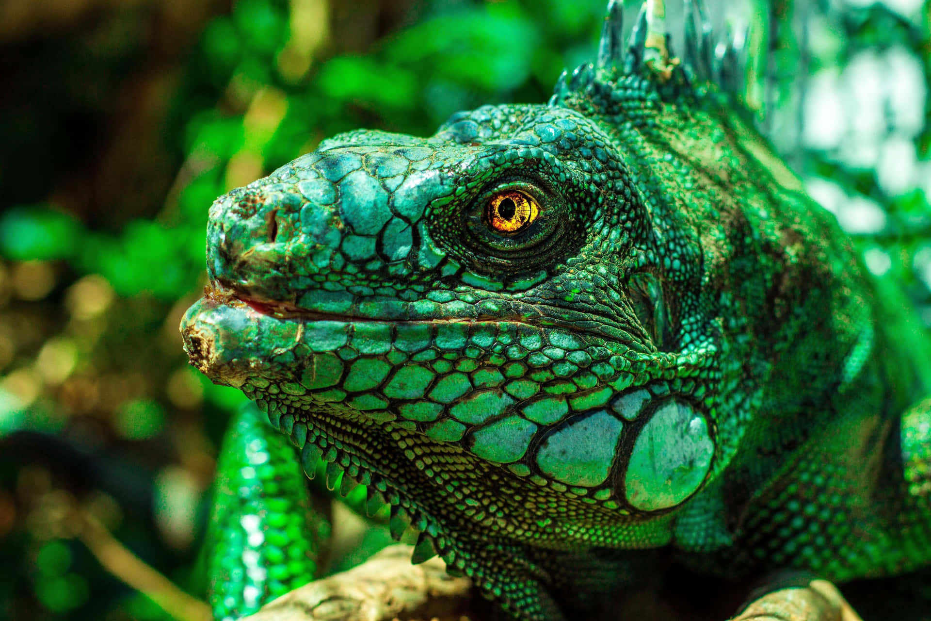 Vibrant Green Iguana Closeup.jpg Wallpaper