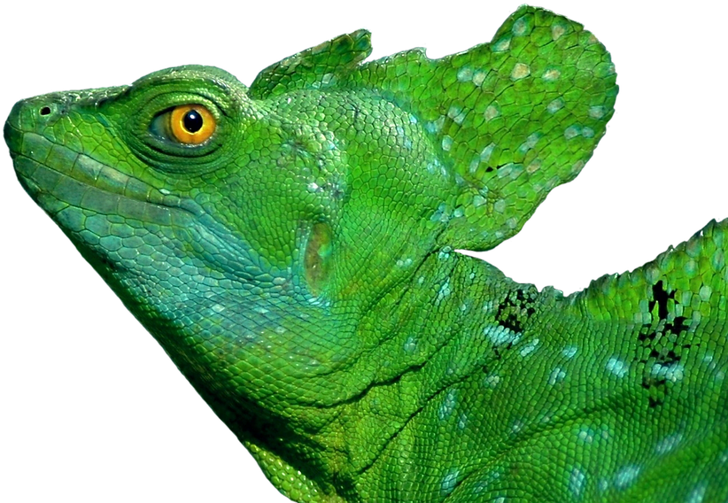 Vibrant Green Iguana Portrait PNG