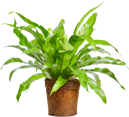 Vibrant Green Indoor Plantin Pot.png PNG