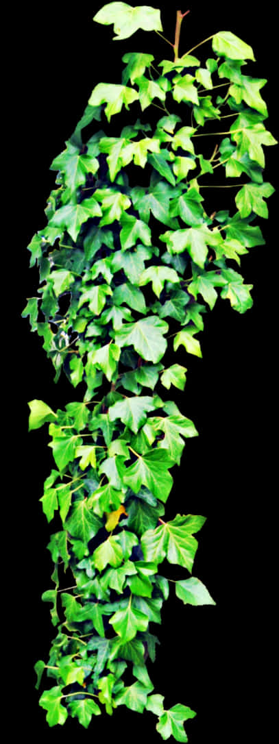 Vibrant Green Ivy Hanging Plant.jpg PNG