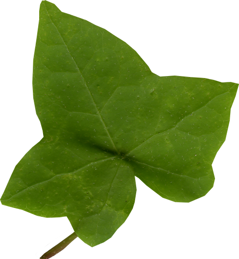 Vibrant Green Ivy Leaf PNG