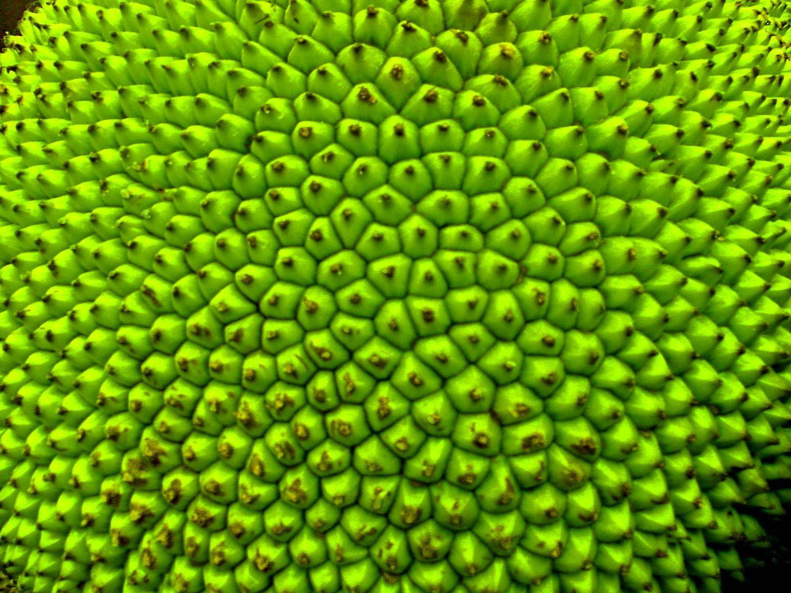 Vibrant Green Jackfruit Wallpaper