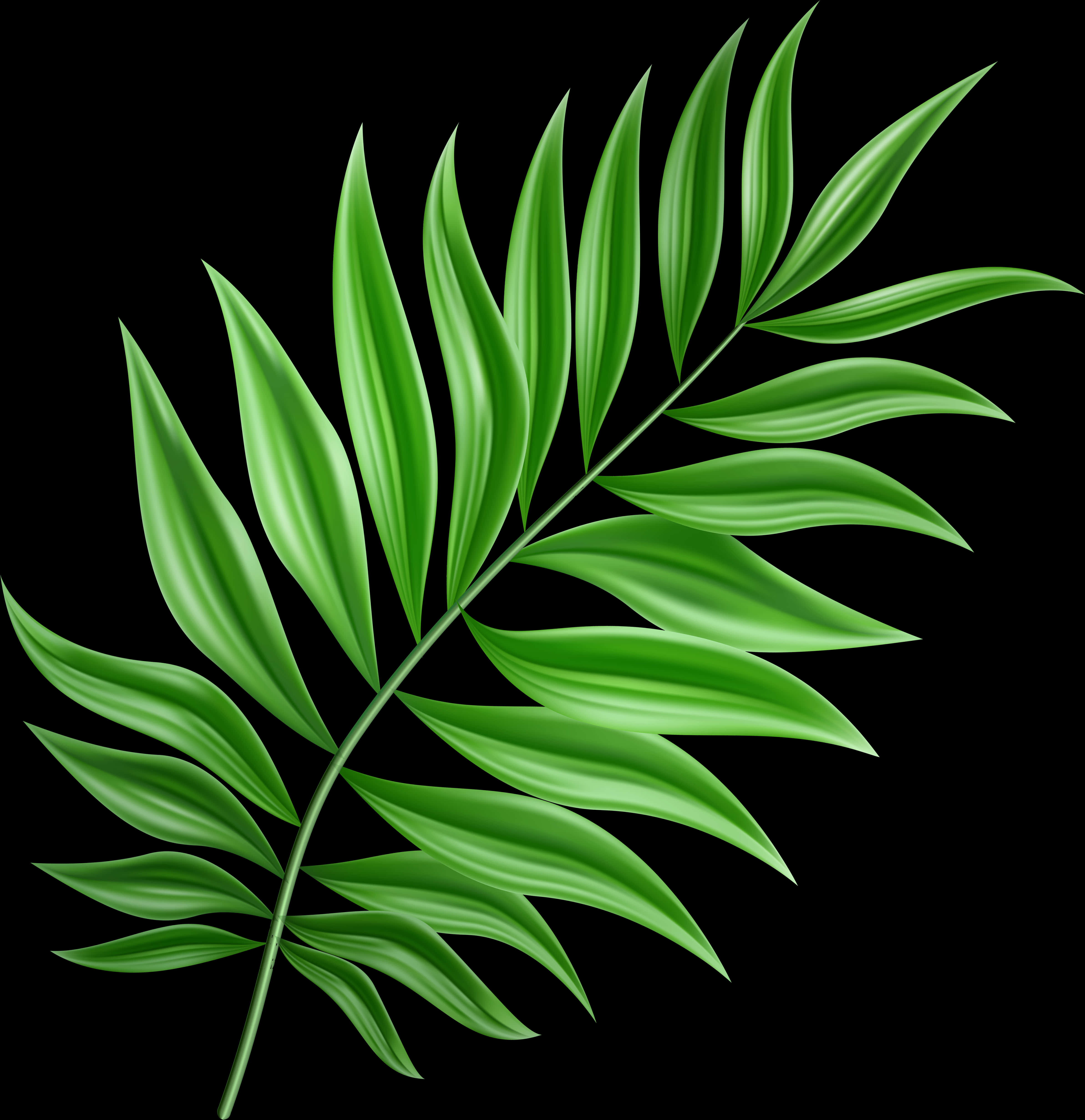 Vibrant Green Leaf Clipart PNG