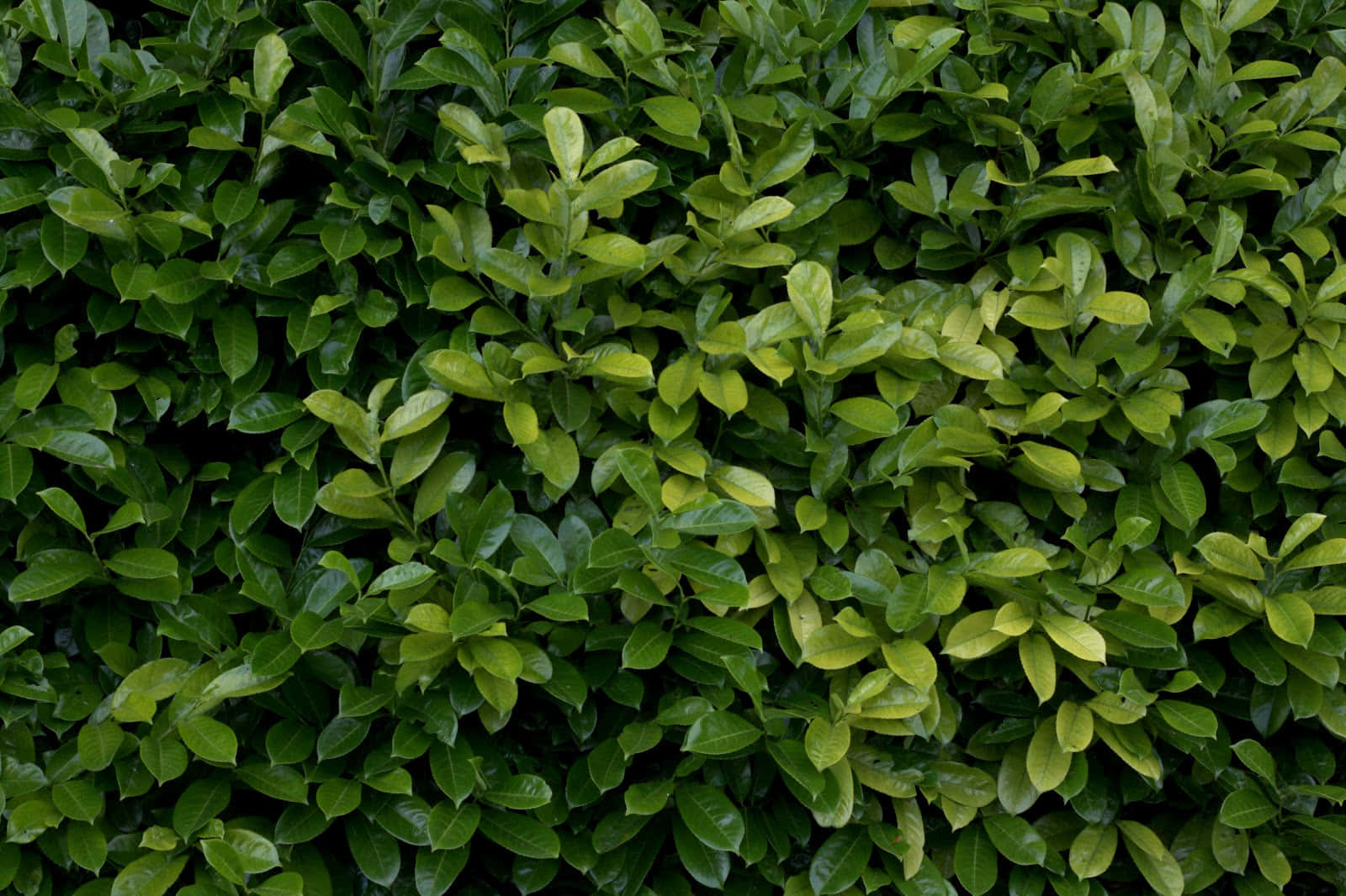 Vibrant_ Green_ Leaf_ Texture Wallpaper