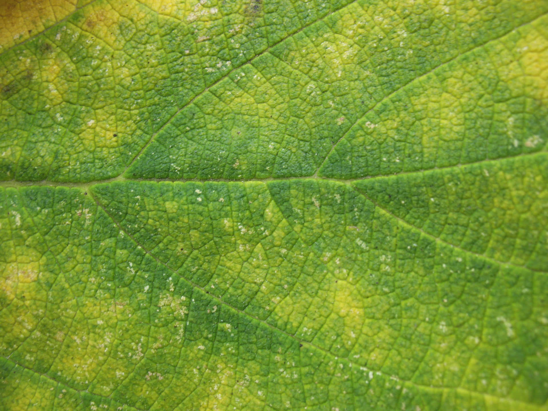 Vibrant_ Green_ Leaf_ Texture_ Closeup Wallpaper