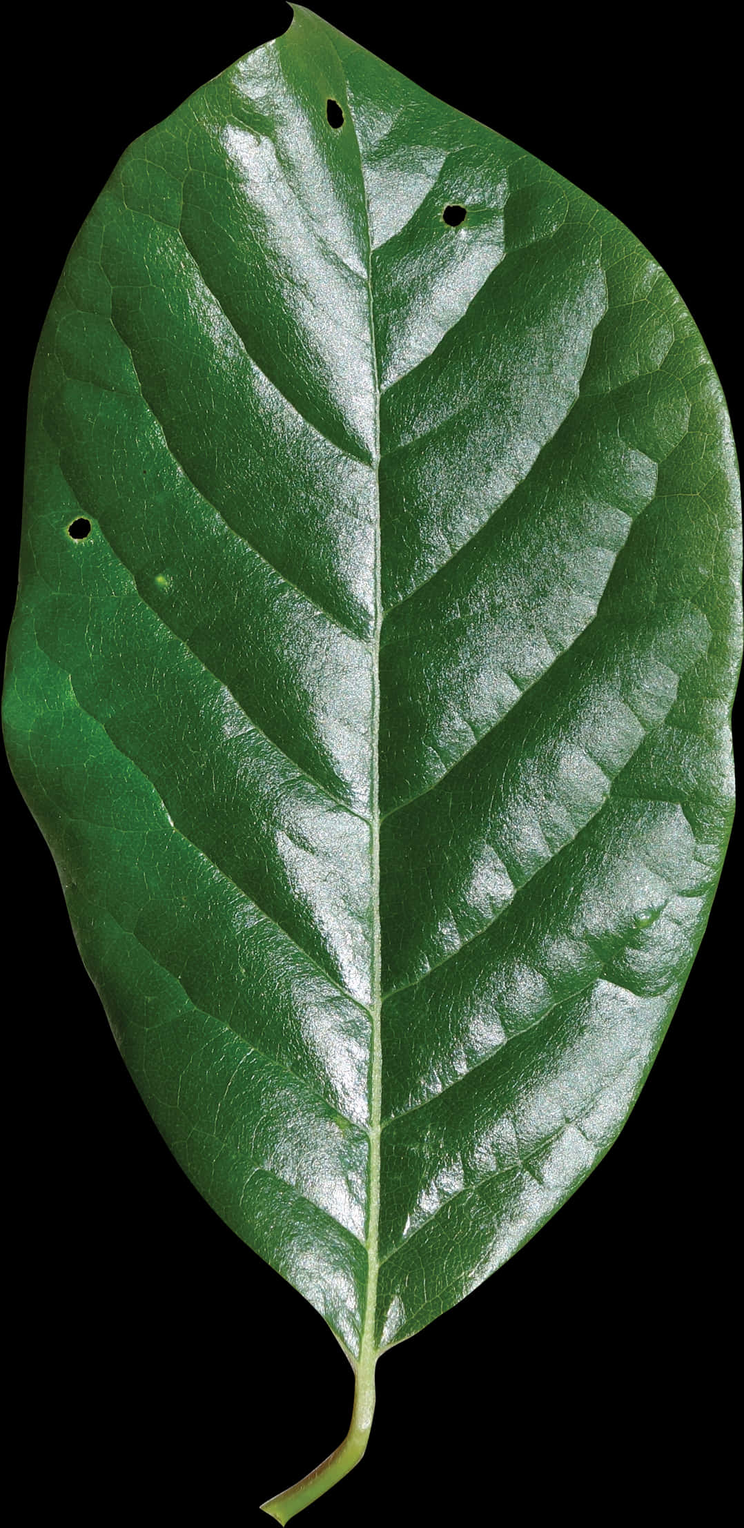 Vibrant Green Leaf Texture PNG