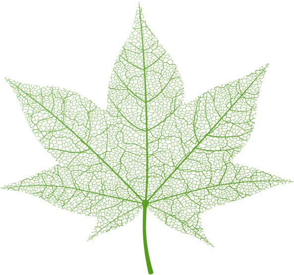 Vibrant Green Leaf Vector PNG