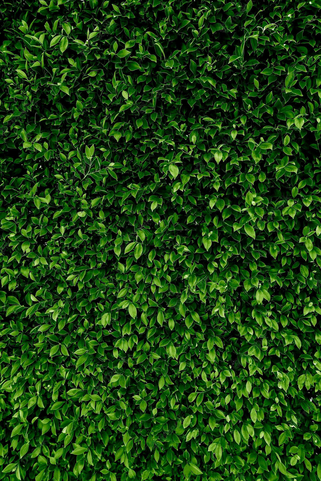 Vibrant_ Green_ Leafy_ Texture Wallpaper