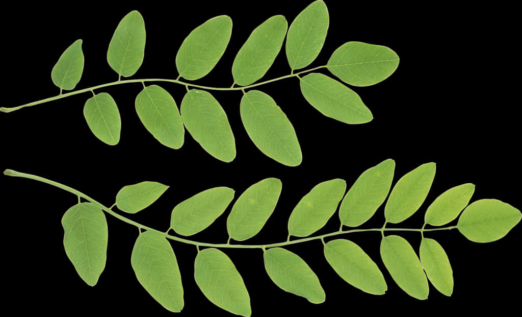 Vibrant Green Leaves Against Black Background.jpg PNG