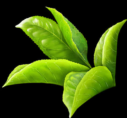 Vibrant Green Leaves Black Background PNG