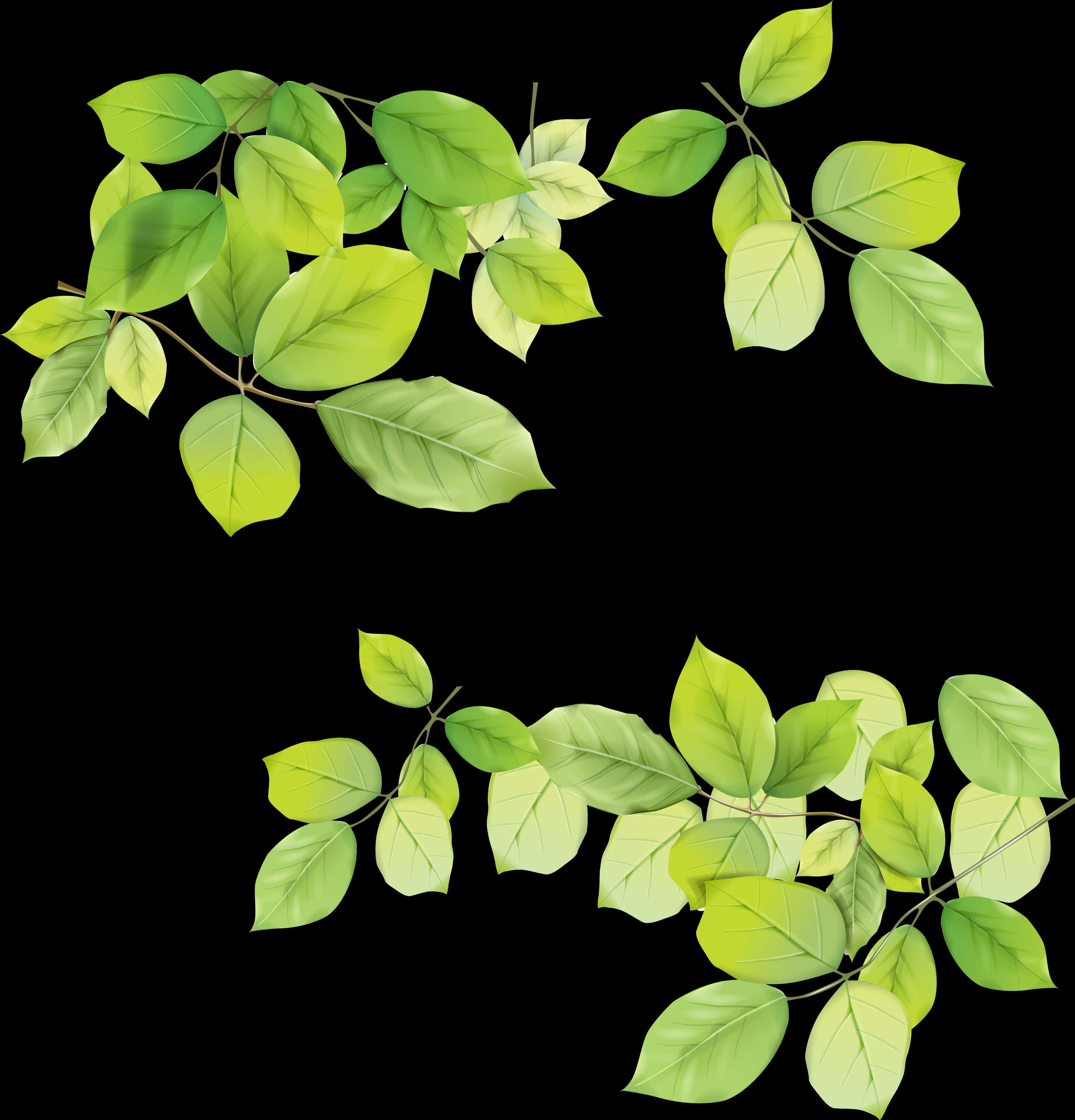 Vibrant Green Leaves Black Background PNG