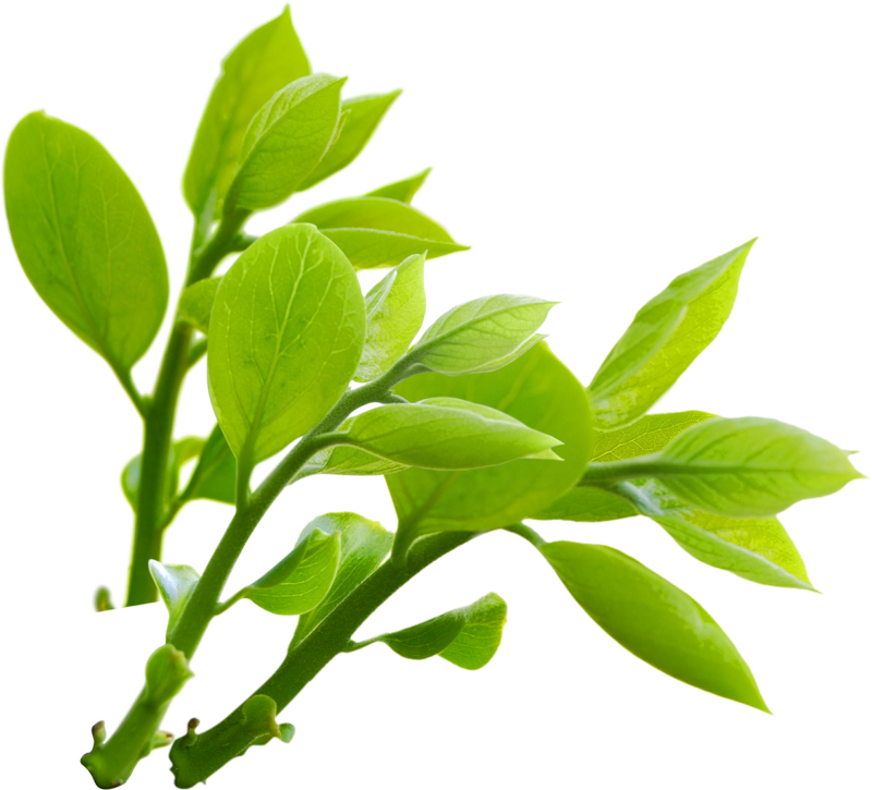 Vibrant Green Leaves Branch PNG