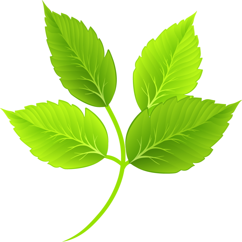 Vibrant Green Leaves Illustration PNG