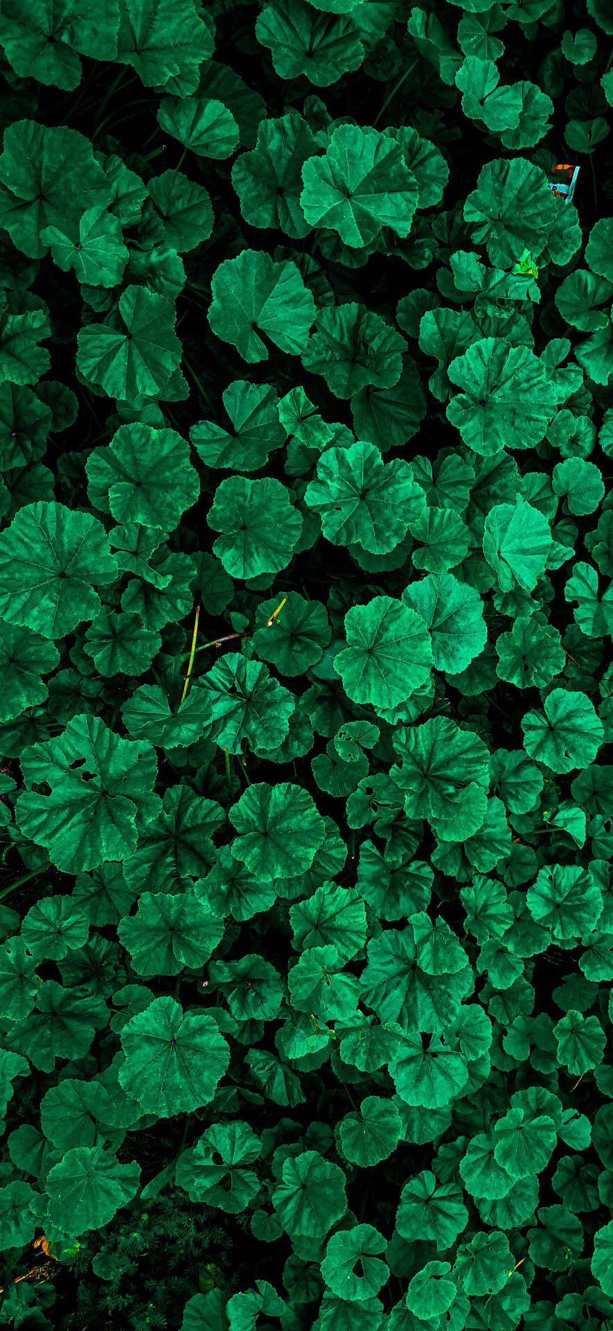 Vibrant Green Leaves iPhone X Nature Wallpaper
