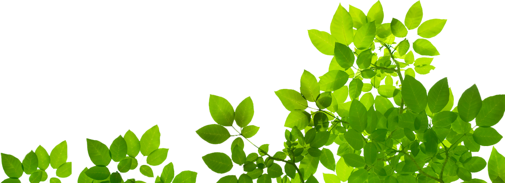 Vibrant Green Leaves Transparent Background PNG