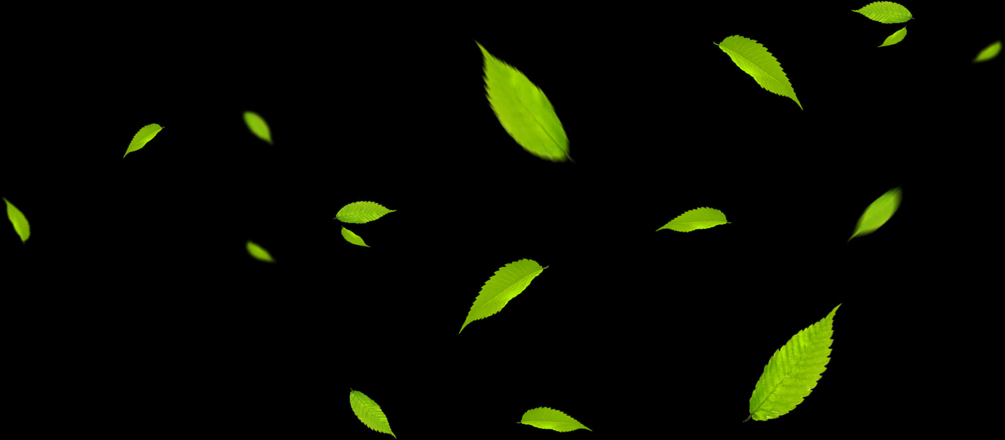 Vibrant Green Leaveson Black Background.jpg PNG