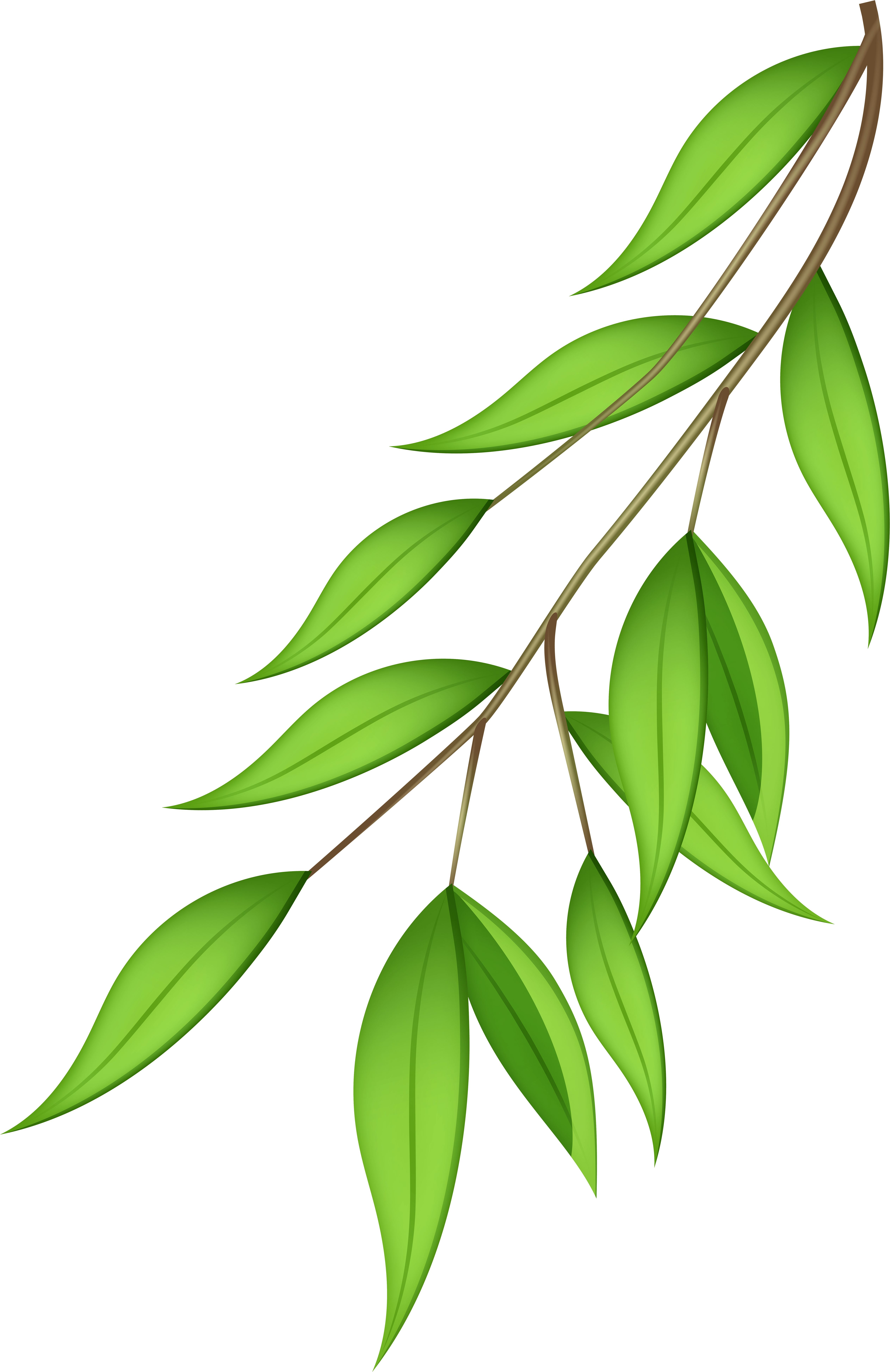 Vibrant Green Leaveson Branch PNG