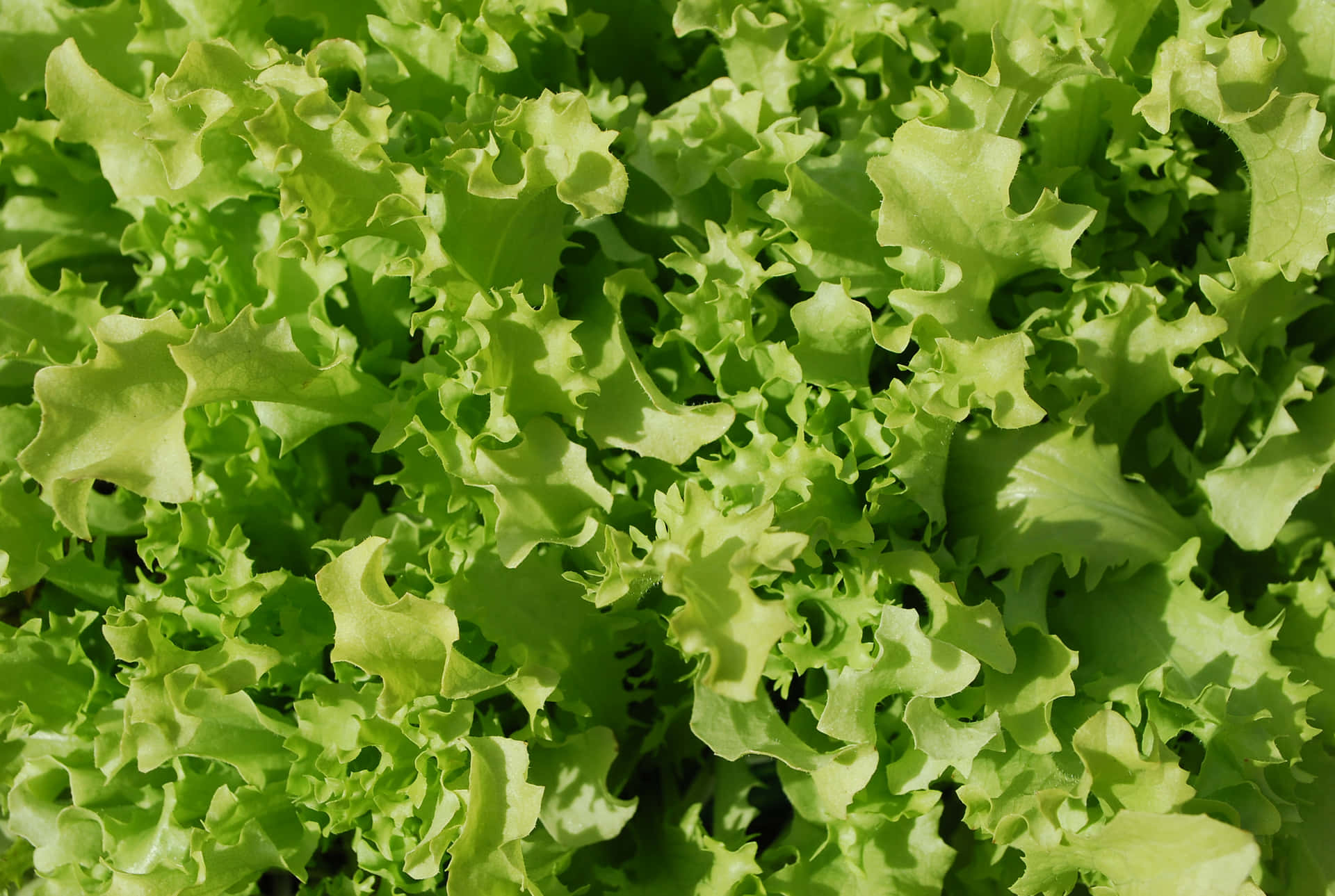 Vibrant_ Green_ Lettuce_ Texture Wallpaper