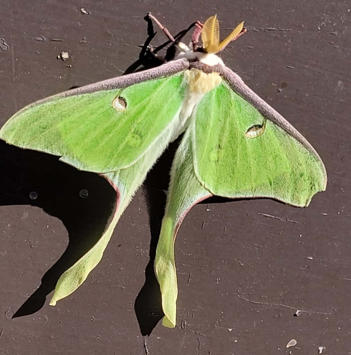 Vibrant Green Luna Moth Wallpaper