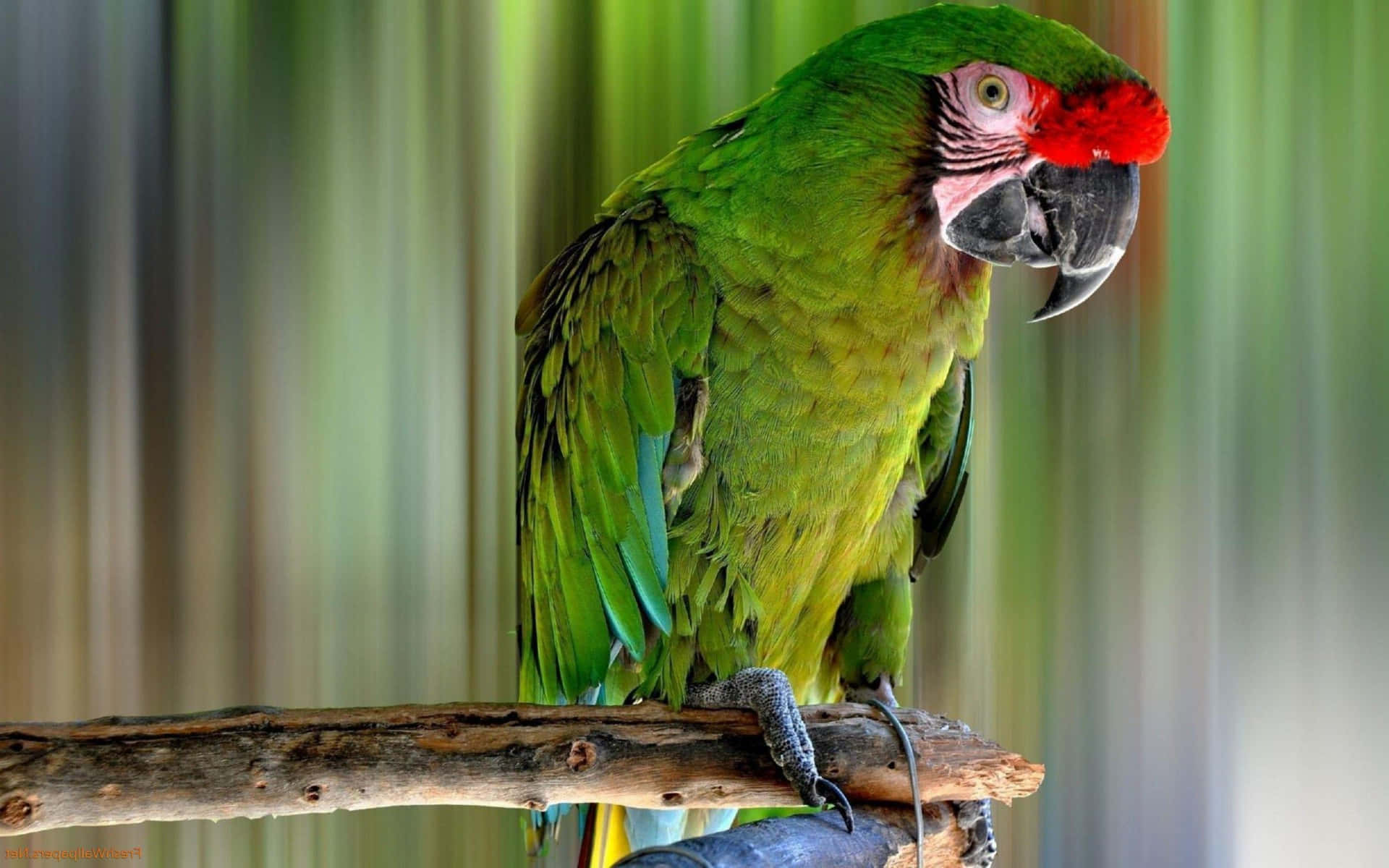 Vibrant Green Macaw Perched Wallpaper