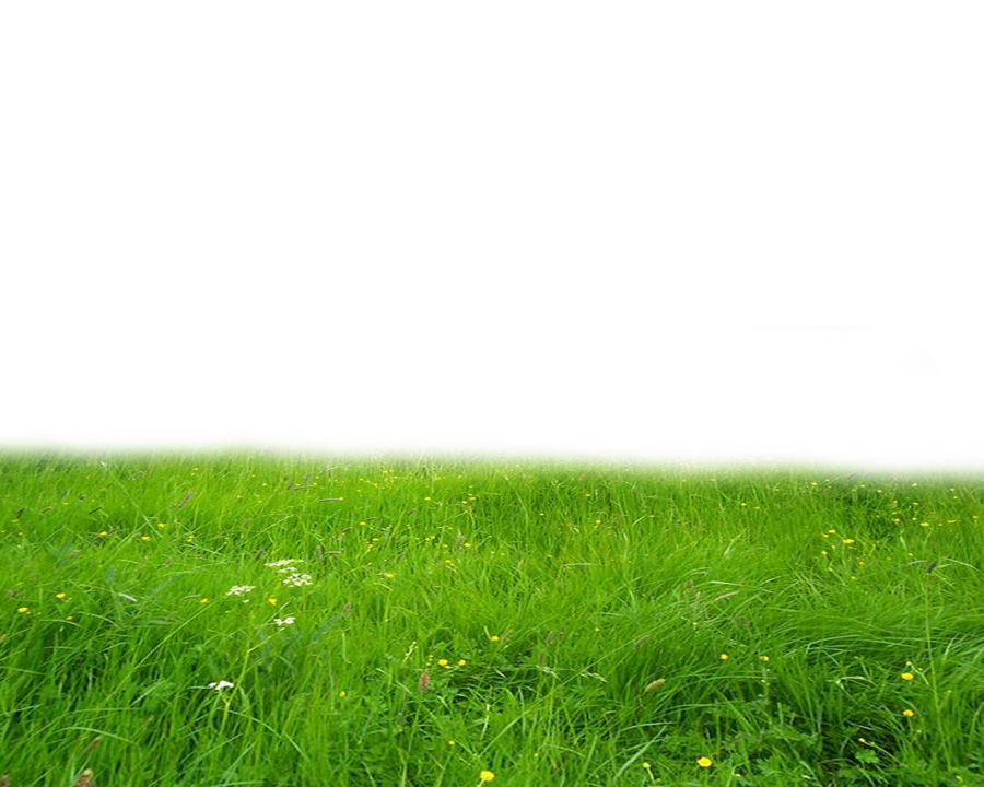 Vibrant Green Meadow Backdrop PNG