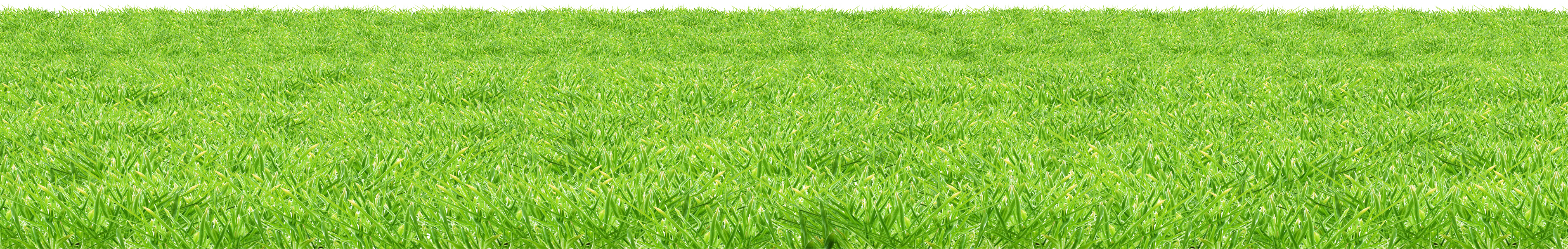 Vibrant Green Meadow Texture PNG