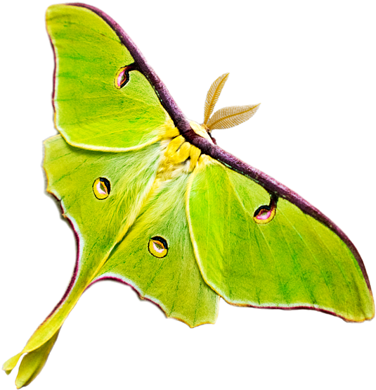 Vibrant Green Moth Wings PNG