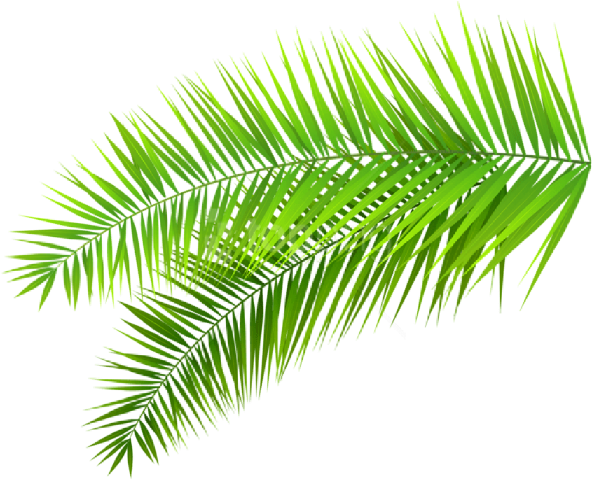 Vibrant Green Palm Frond PNG