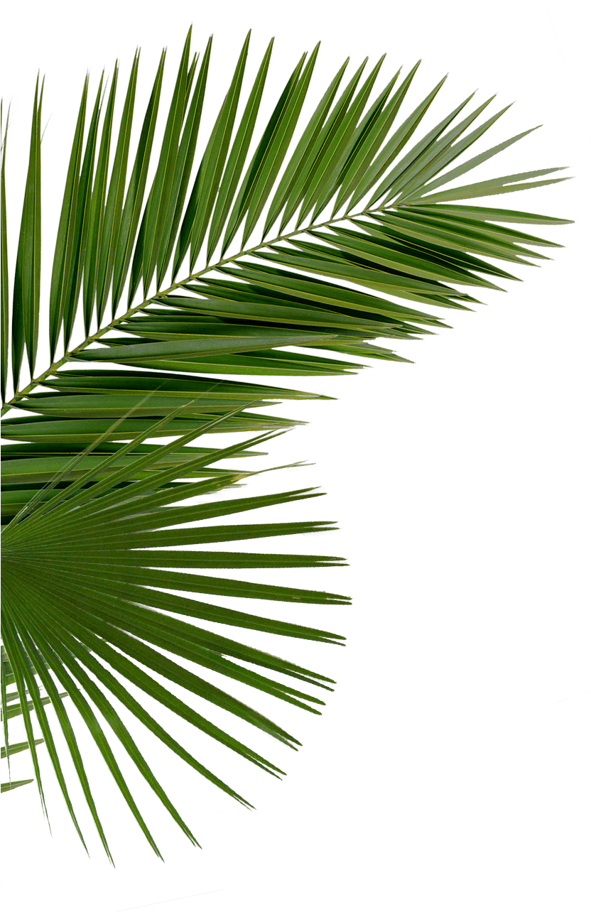 Vibrant Green Palm Frond PNG