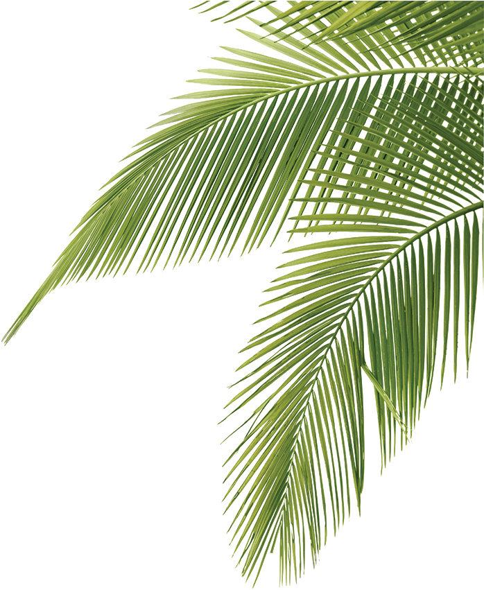 Vibrant Green Palm Fronds PNG