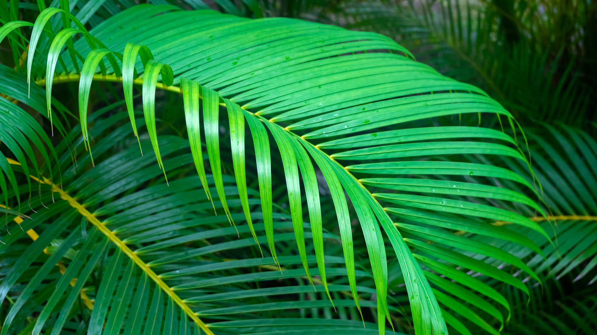 Vibrant Green Palm Fronds Wallpaper