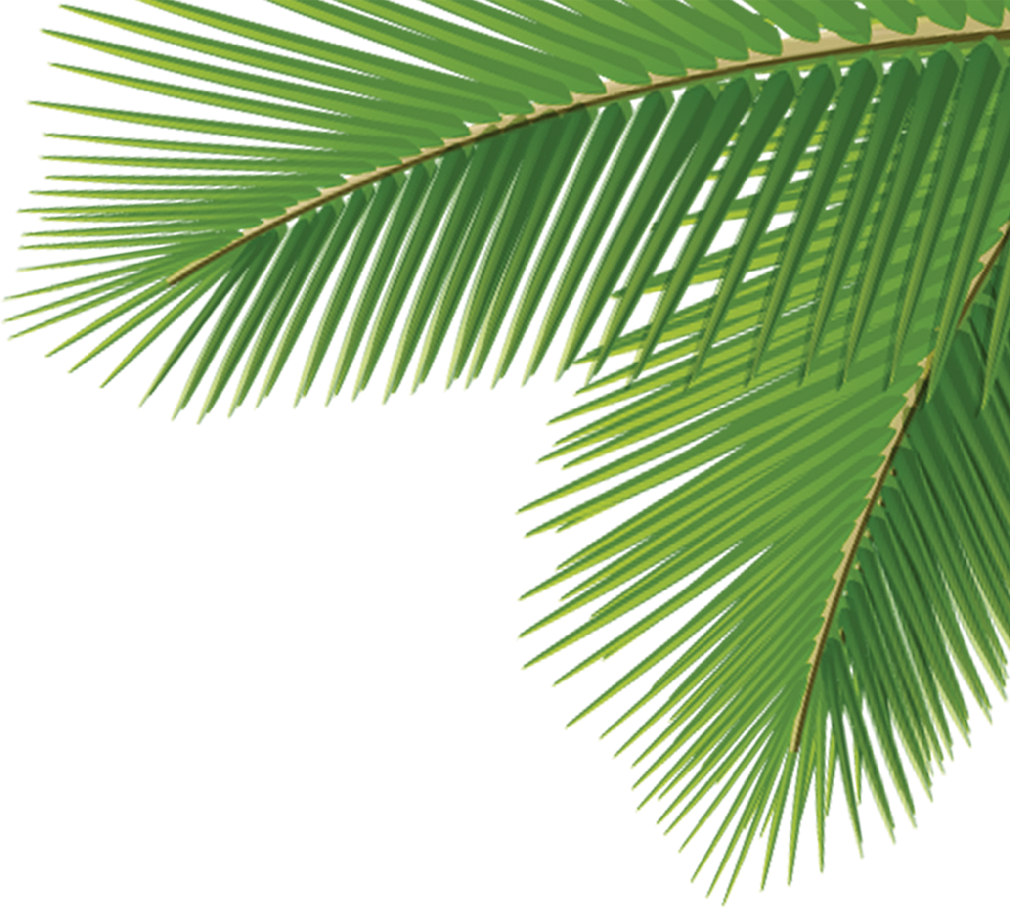 Vibrant Green Palm Leaf PNG