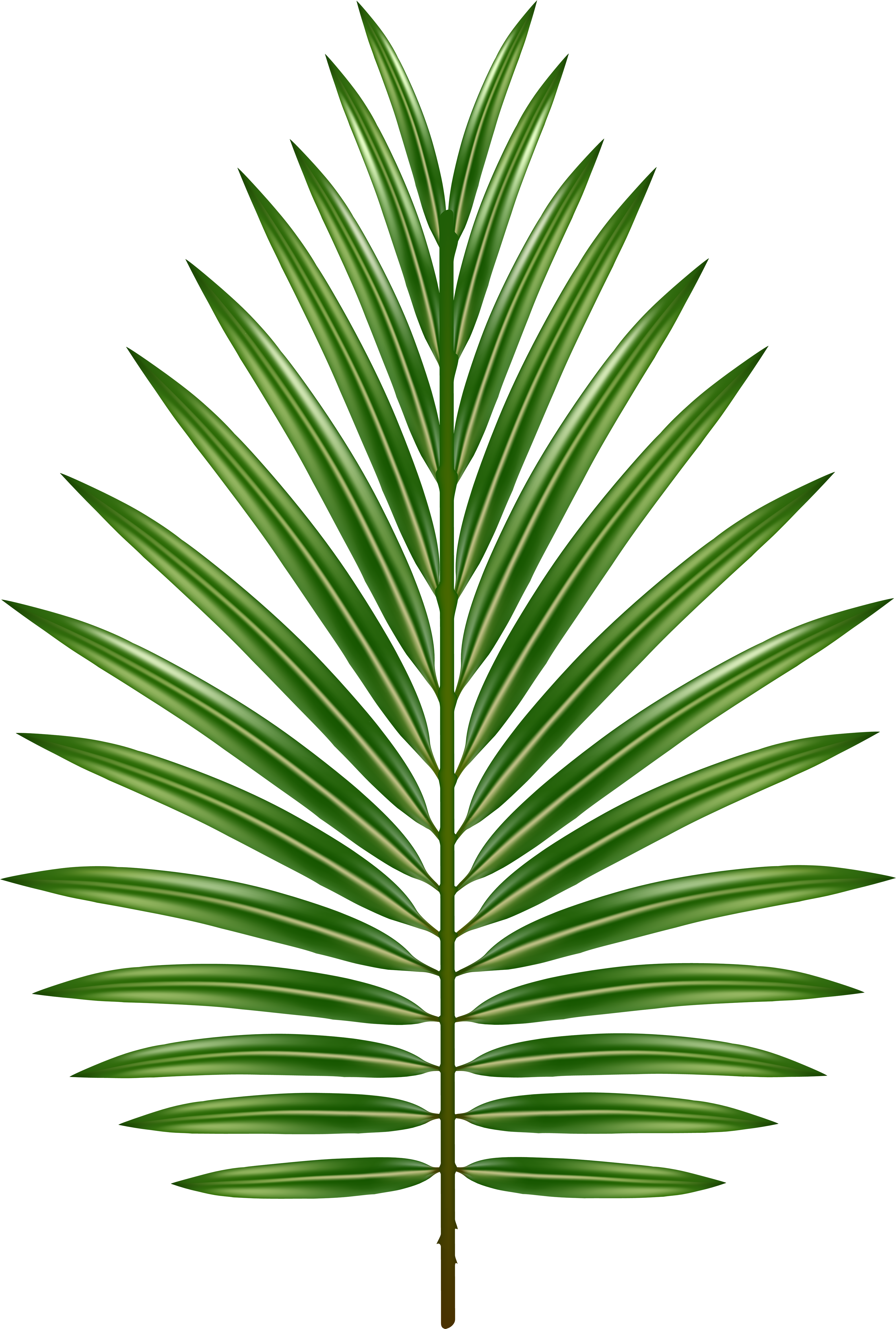 Vibrant Green Palm Leaf PNG