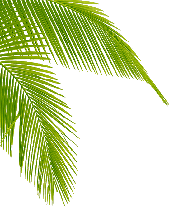 Vibrant Green Palm Leaf PNG